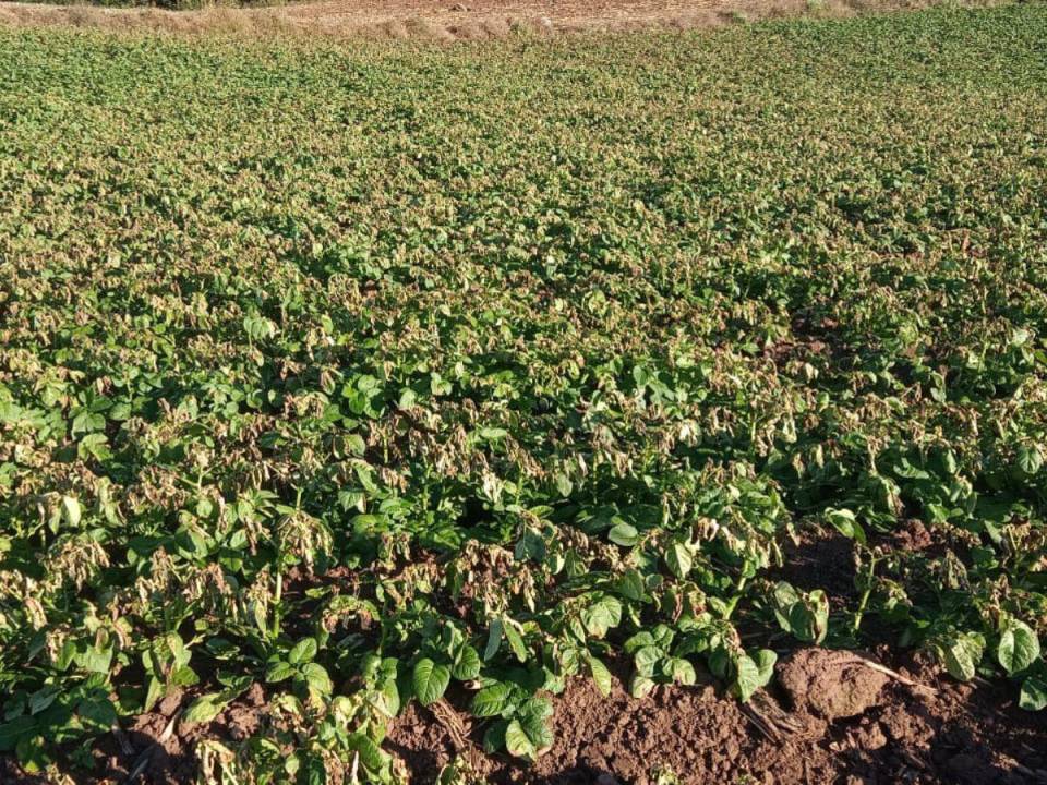 Gran parte de la producción que se perderá será la papa, lechuga, repollo, zanahoria, pues son frágiles a las extremas temperaturas.