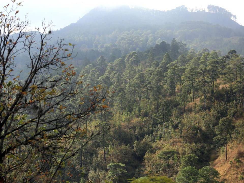 En el Refugio de Vida Silvestre Suyapa: “Luis Hernán Baca Valladares ‘Mero’”, predominan 182 especies de plantas, 33 familias de especies de insectos y 143 especies de aves.