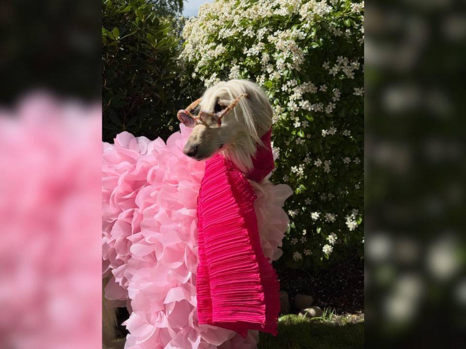 Samantha, una elegante galga afgana, se ha convertido en una sensación en redes sociales gracias a su apariencia imponente, su personalidad y su estilo único. Aquí más detalles de su viralidad.