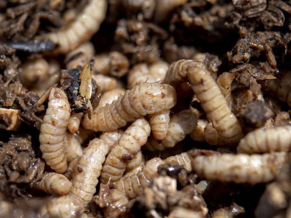 Las larvas de mosca son consideradas una fuente de proteínas saludables para los animales y con menor impacto en el medioambiente.