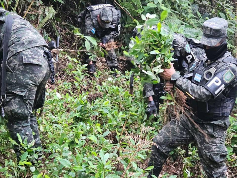 Las incautaciones en las últimas 48 horas han sido en comunidades montañosas de Yoro y Atlántida.