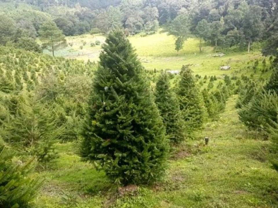 Esta especie, conocida también como abeto guatemalteco, se usa en el país como árbol navideño.