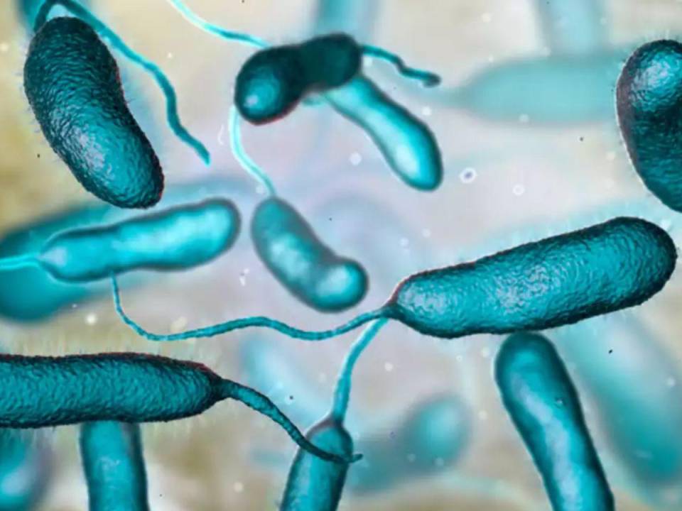 La bacteria vibro vulnificus ha causado la muerte de cinco personas en lo que va de 2023.