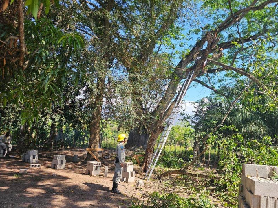 Bomberos rescatan el cuerpo de un hombre que quedó atrapado en un árbol.