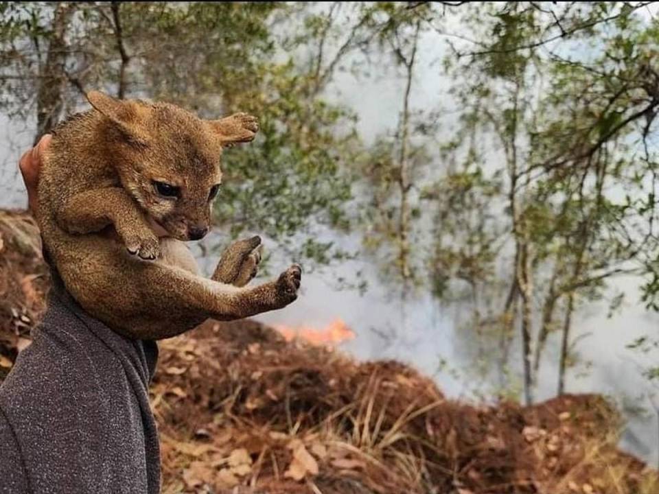 El cachorro estaba deambulando en medio del bosque afectado por las llamas, no se pudo ubicar a su madre, pero el animalito fue puesto a salvo.