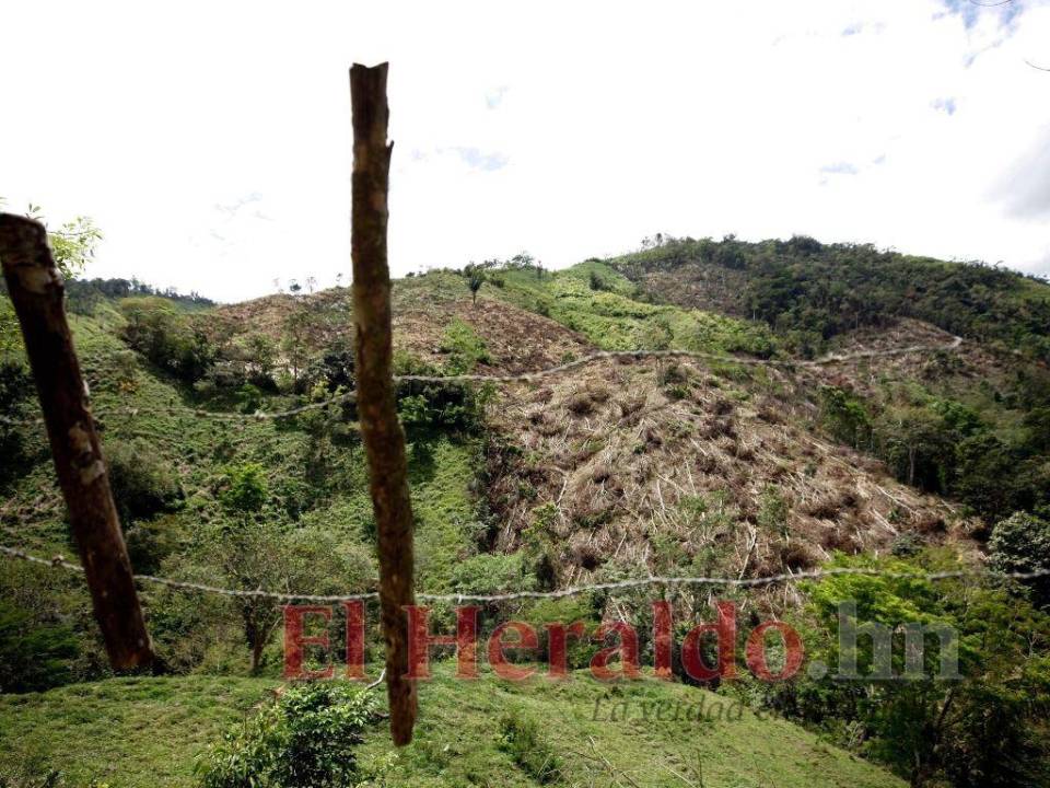 La Unidad Investigativa de EL HERALDO constató la gran cantidad de árboles que son sacrificados en la Biósfera del Río Plátano y Reserva del Hombre para la extensión de la frontera ganadera.