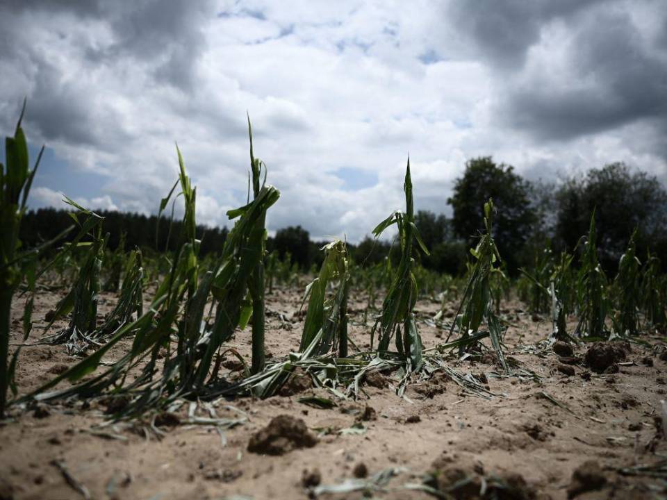 Esta foto tomada el 5 de junio de 2022 muestra cultivos de maíz dañados por una tormenta de granizo en Le Freche, a unos 24 km de Mont-de-Marsan, en el suroeste de Francia.