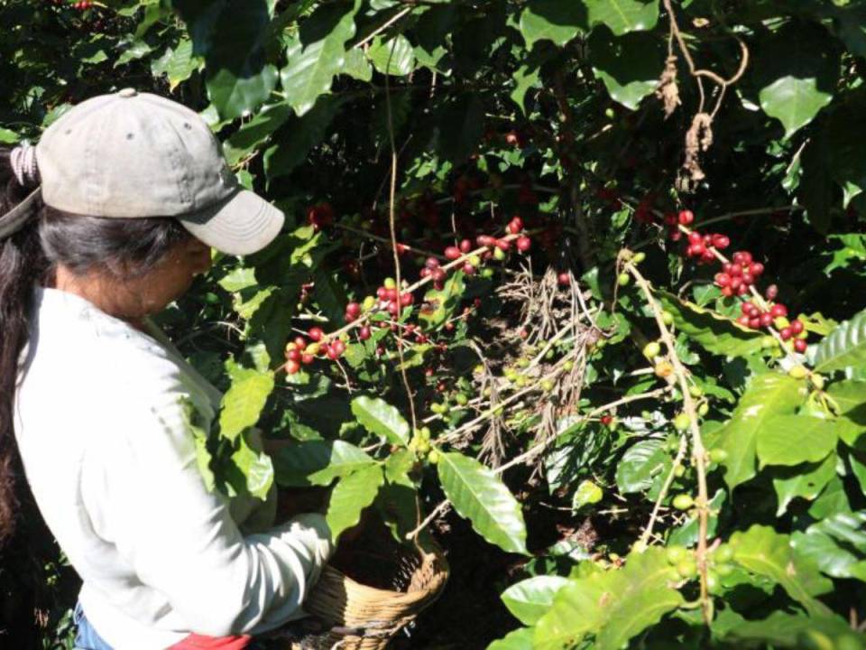 A partir de enero de 2025 entrarán en vigor las regulaciones de la UE, que podrían afectar los envíos de café hondureño de no cumplirse.