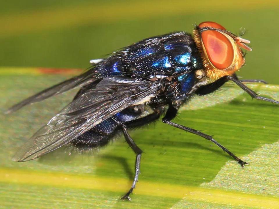 La mosca del gusano barrenador, Cochliomyia hominivorax, deja sus huevecillos en heridas abiertas, y al eclosionar las larvas se alimentan del tejido vivo.
