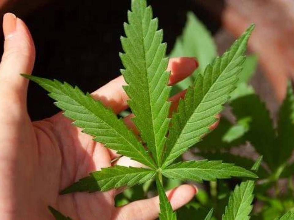 Para la doctora Ericka Stahl, médica funcional especializada en cannabis, en “Panamá se va a poder aplicar cada cosa nueva, cada estudio nuevo que salga, por la reglamentación tan robusta que tenemos”.
