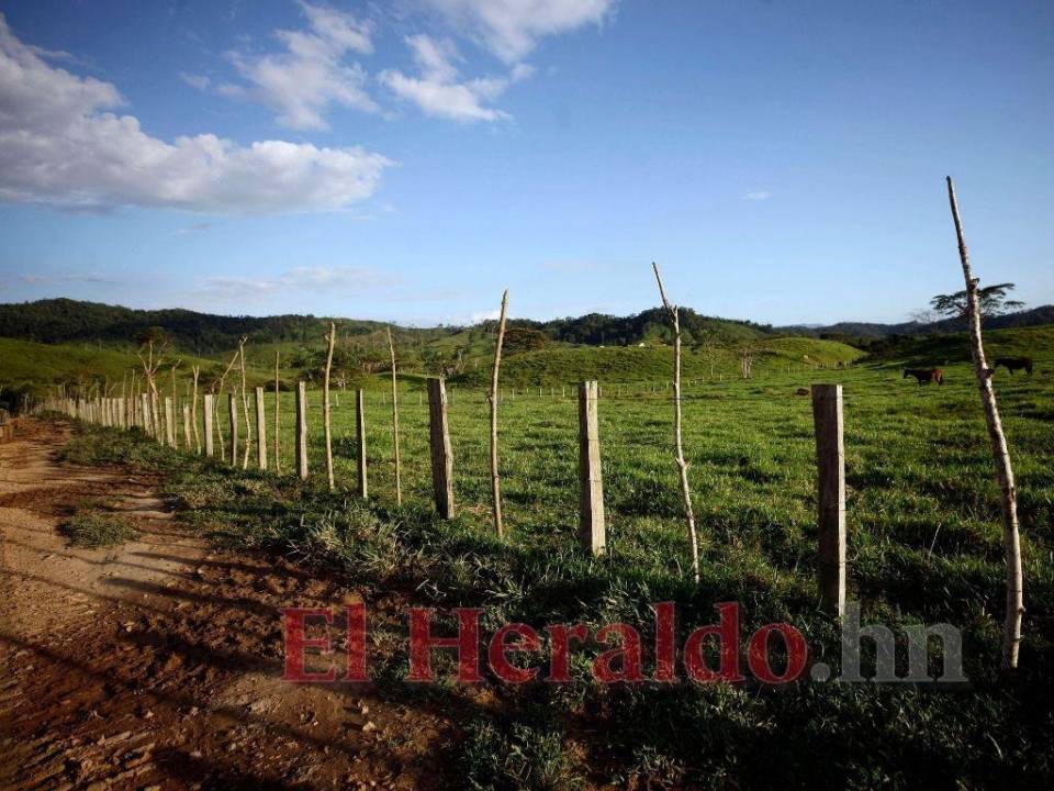 Durante el recorrido realizado por la Unidad Investigativa de EL HERALDO se comprobó las miles de hectáreas de bosque convertidas en potreros para la alimentación de ganado en una zona patrimonio del mundo.