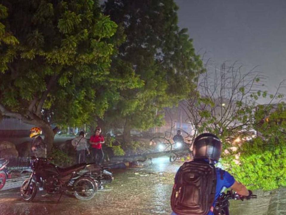 La caida de árboles se registran debido a las fuertes lluvias que azotan varias regiones de la zona norte.