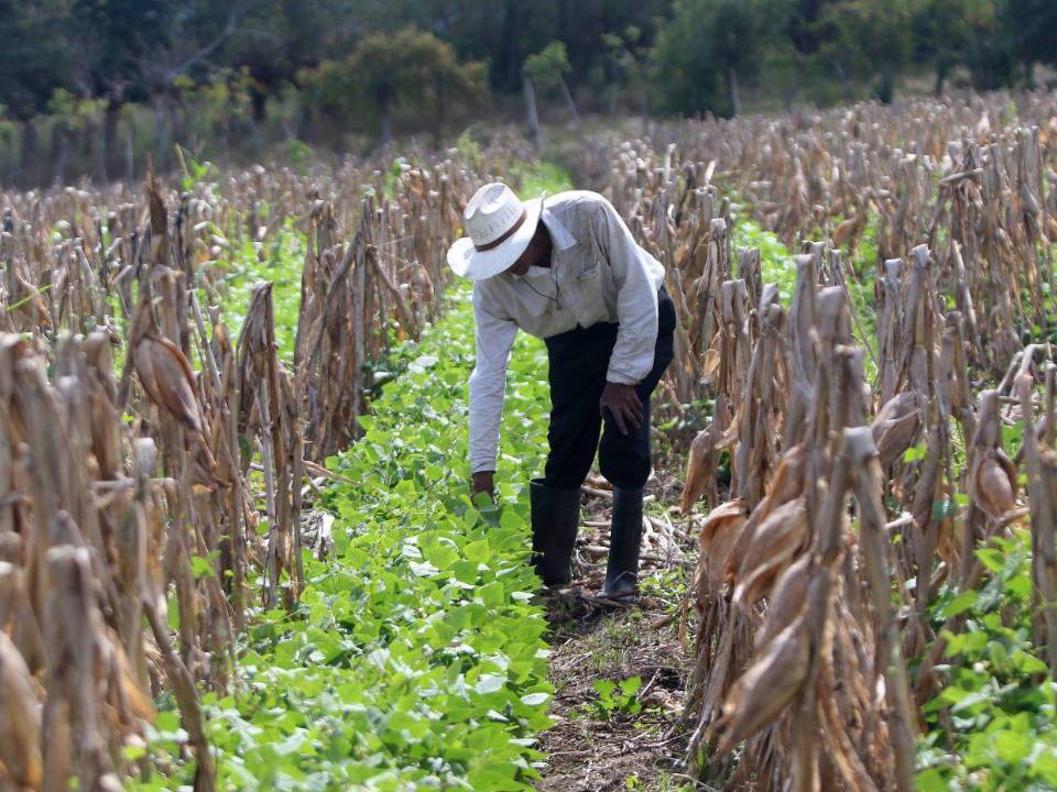 Jorge Pérez, un trabajador del Valle de Jamastrán, ve con preocupación como cada año los productores abandonan sus parcelas de cultivo debido a la falta de agua y de apoyo técnico gubernamental.