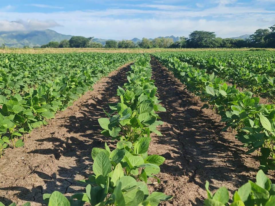 Plantación de soya en los campos de Honduras, como parte de la estrategia gubernamental para fortalecer la seguridad alimentaria y promover fuentes de biocombustibles sostenibles.