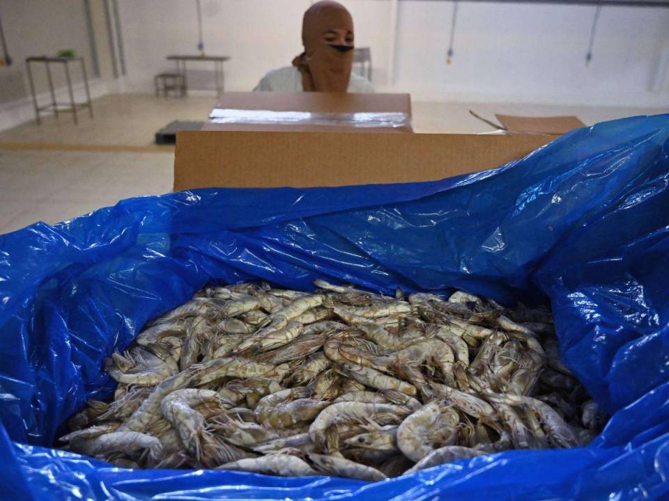 Acuicultores hondureños aguardan ansiosos el veredicto del Juzgado de Sinaloa sobre el cierre temporal del mercado mexicano al camarón cultivado.