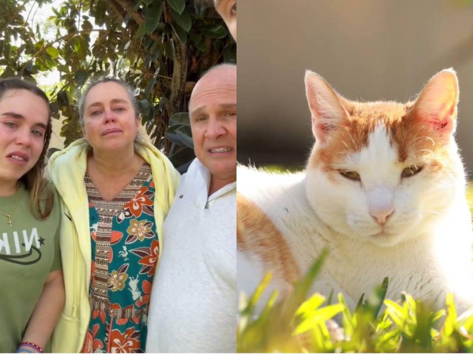 Los Chicaneros de Colombia se despidieron de Aurelio, un gatito que adoptaron en Honduras.