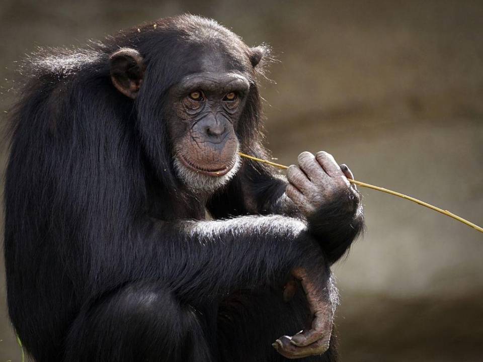 Viruela del mono, ¿qué es y cuáles son sus síntomas?