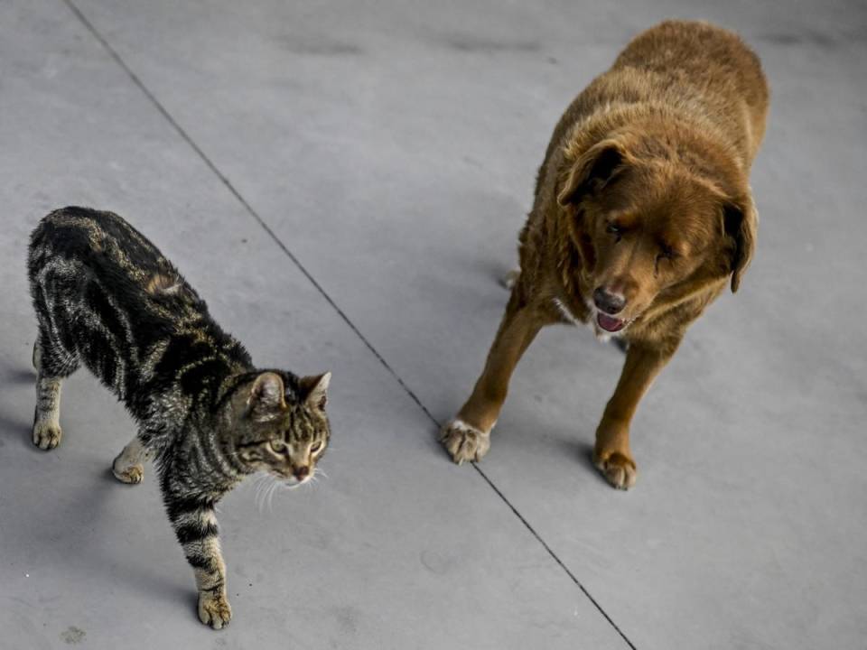 Una fotografía tomada el 12 de febrero de 2023 muestra a Bobi, un perro portugués de 30 años que ha sido declarado el perro más viejo del mundo por Guinness World Records, junto a su amigo gato en su casa en el pueblo de Conqueiros.