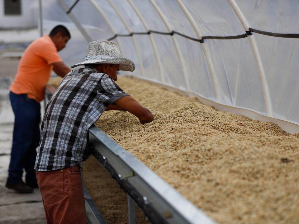 Unos 500 corteros de café se requieren cada año en las zonas productoras, pero solo llega un 50 a 60 por ciento del personal, lamentan los productores.