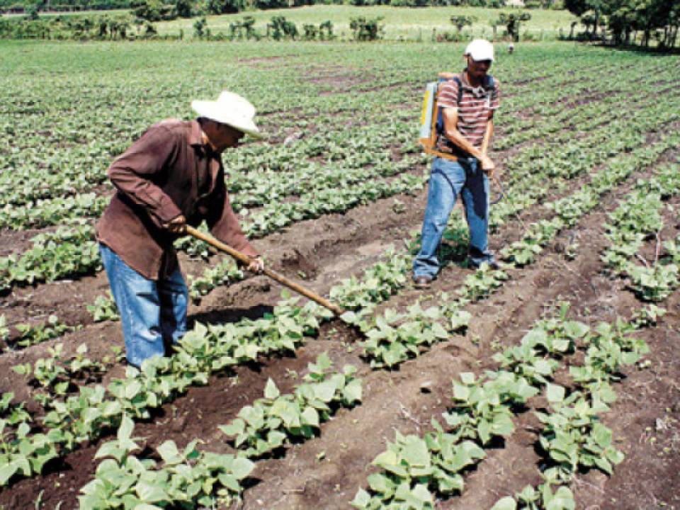 El Tratado de Libre Comercio de Centroamérica y República Dominicana con Estados Unidos está vigente desde el 1 de abril de 2006 y contemplaba la eliminación de los aranceles del maíz y el arroz a partir de este año.