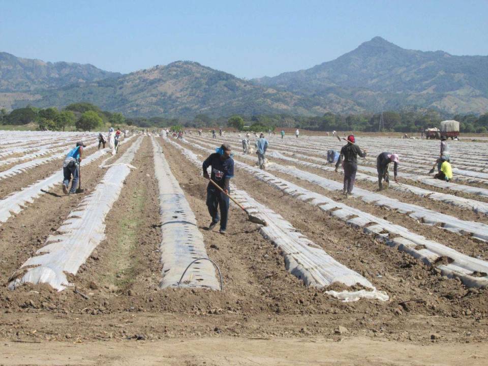 El sector agropecuario es uno de los que genera más empleos en el país.