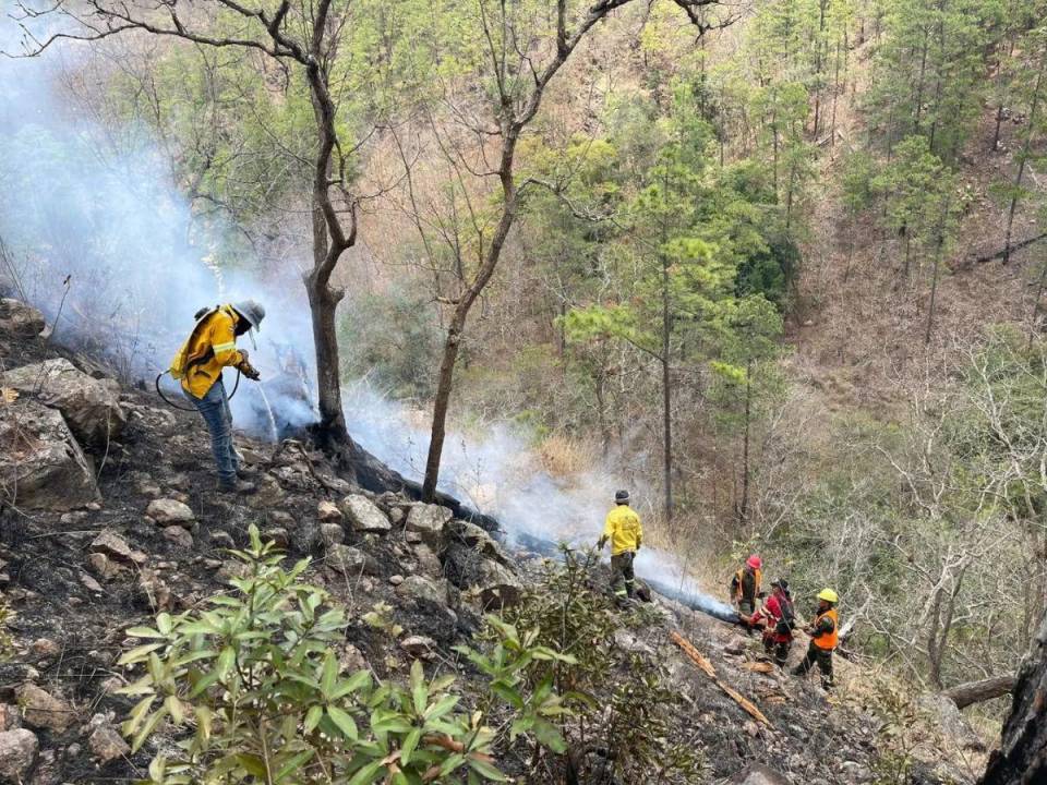 En la gráfica, se observa las cuadrillas del ICF junto al personal del C9 liquidando el incendio forestal que inició el sábado 6 de abril en la montaña Quiscamote de la aldea San Matías en el Distrito Central.
