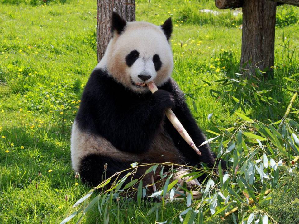 Los pandas llevan por nombre Yang Guang y Tian Tian.