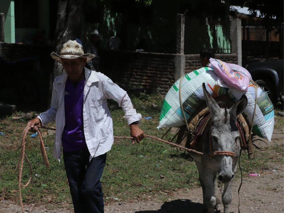 Para poder abastecer de semilla y bono a todos los pequeños productores se requieren de 3,500 millones de lempiras anuales.