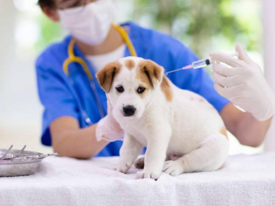 Los animales -perros y gatos- tendrán atención gratuita en la clínica municipal del Distrito Central.
