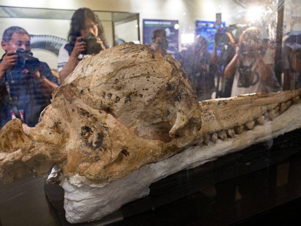 El fósil del cráneo de cachalote encontrado hace ya un año mide 1.30 metros de largo y se estima que el cuerpo media unos 5.5 metros de largo aproximadamente.