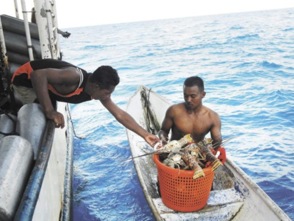 Más de 3,000 personas que se sumergen al mar sin equipo de buceo especial en Gracias a Dios.