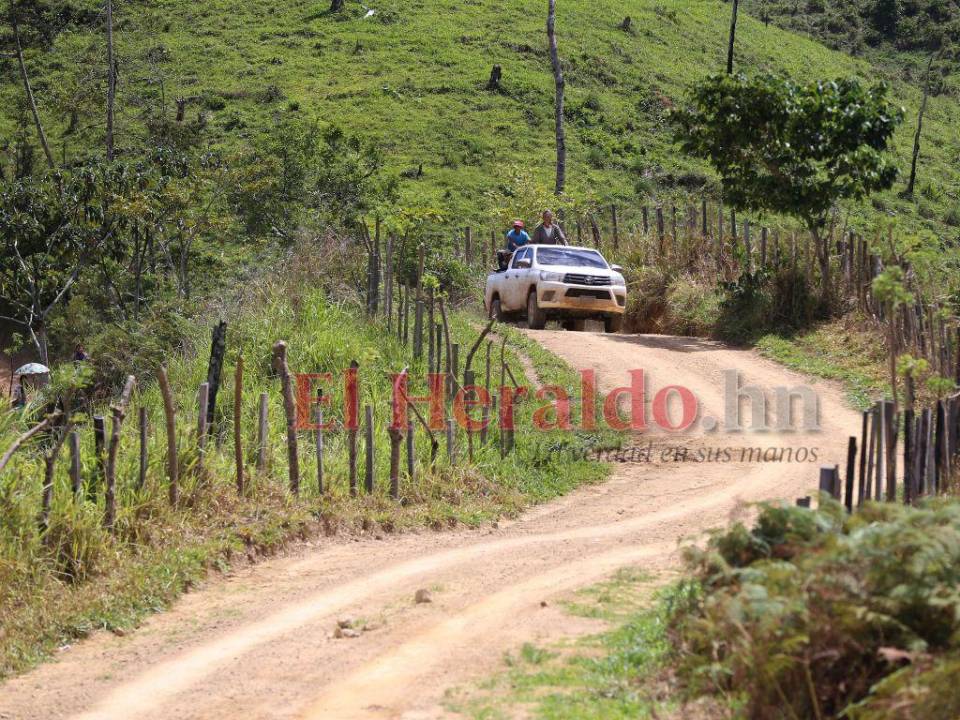 La extensión de la frontera ganadera es la causa principal de la deforestación en la zona declarada Patrimonio de la Humanidad, siendo la carretera ilegal el conducto de los daños.