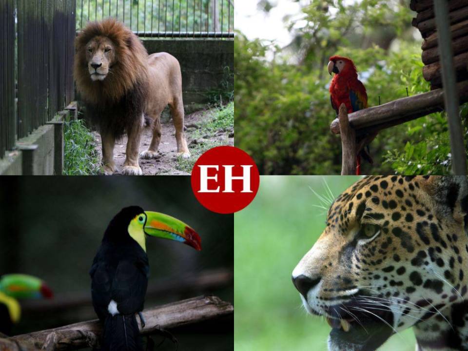 Aves, felinos, reptiles y monos se roba los corazones de los visitantes al zoológico.