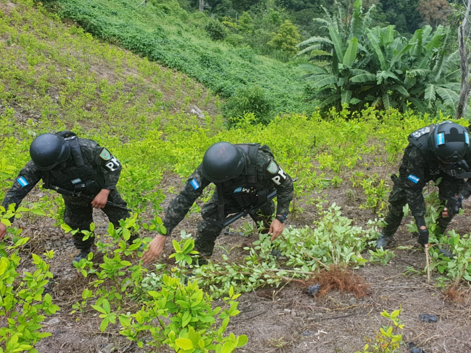 Miembros de la Policía Militar en la plantación de la comunidad de de las Brisas Pacura en Olanchito.