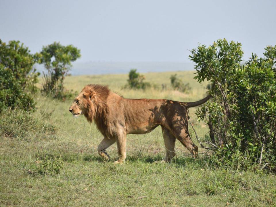 Loonkito, era el león macho más viejo del mundo en estado salvaje, murió al ser atravesado por una lanza.