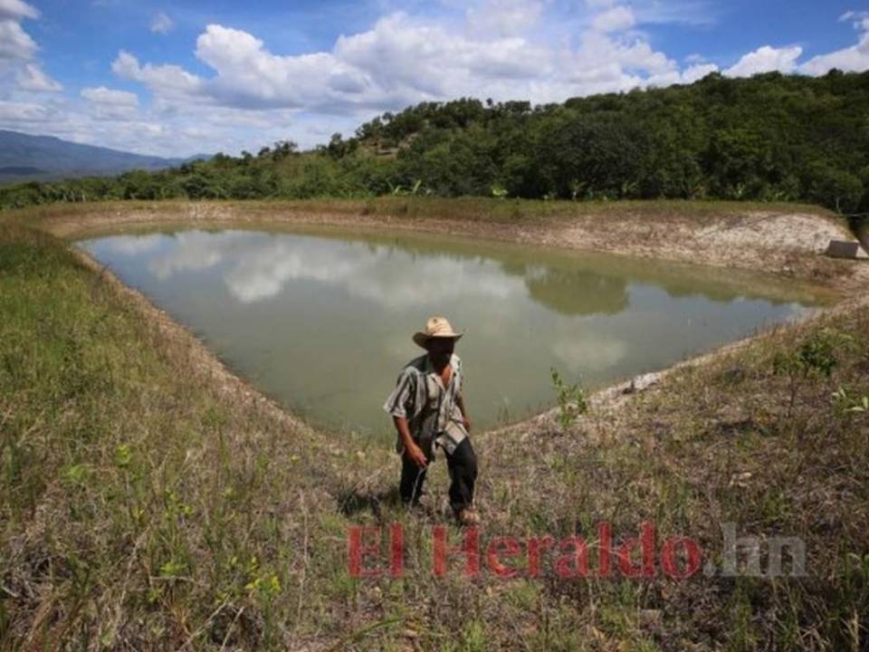 Iniciativas improductivas y políticas que no resuelven nada: La plaga que desalienta a los productores en Honduras