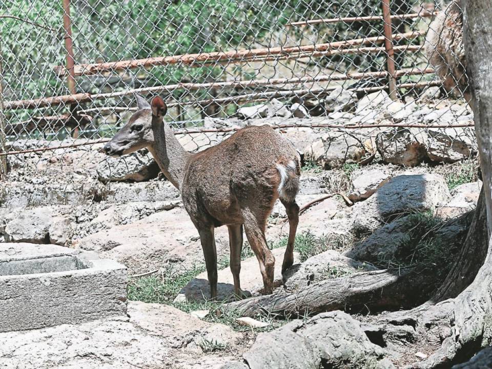 Encargados del zoológico dudan que la única cría sobreviviente del ataque resista sin su manada.