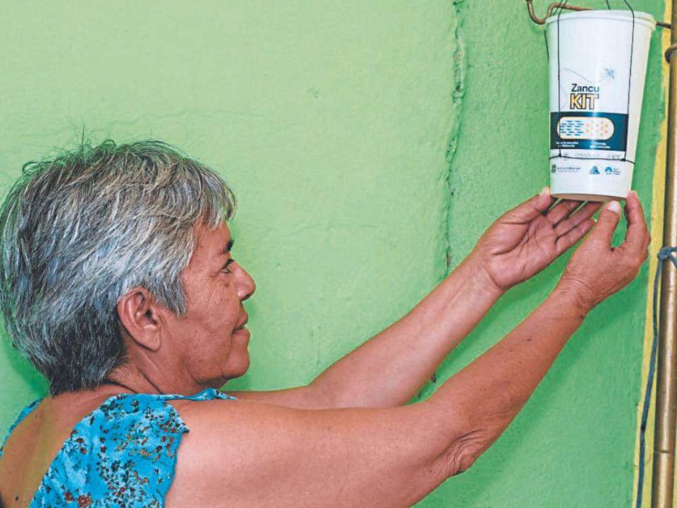 Las personas recibirán en un bote o caja cierta cantidad de huevos del mosquito con agua para que este se reproduzca y se liberará dentro de las casas, y saldrá a infectar a los demás mosquitos de la zona.