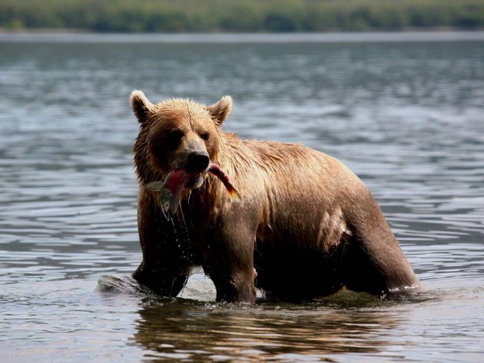 “Al igual que los osos se llenan la cara de pescado, nuestra urna también se ha llenado”, tuiteó el Servicio de Parques Nacionales de Katmai.