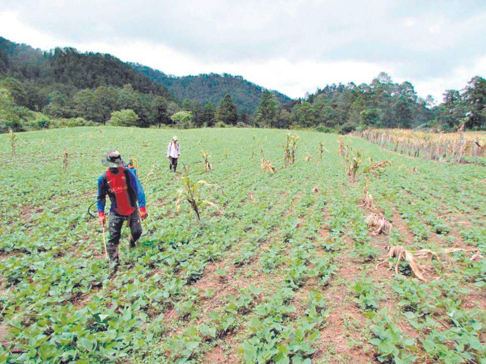 El sector productivo de Honduras, año tras año, es golpeado ya sea por el cambio climático o el desinterés de los gobiernos de turno.