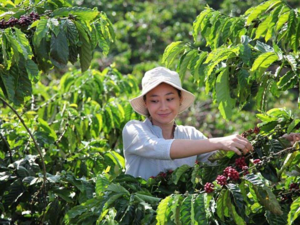 El café representa alrededor del 30% de las exportaciones.