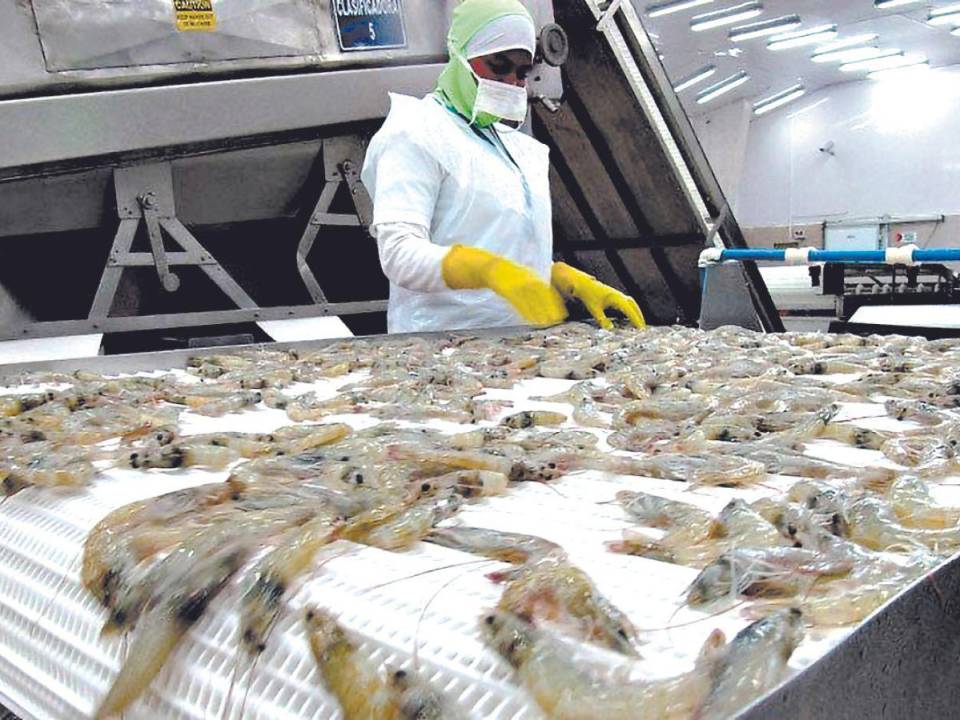 La producción y exportación de camarón representa un aporte muy importante para la comunidad local.