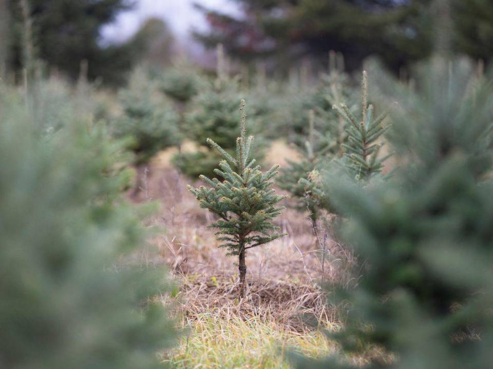 Por lo común, dos o tres retoños son sembrados por cada pino navideño cosechado. Abetos en una granja en Quebec.