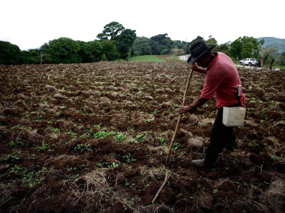 Pese a la millonaria inversión en el campo, los pequeños agricultores hondureños se sienten abandonados.
