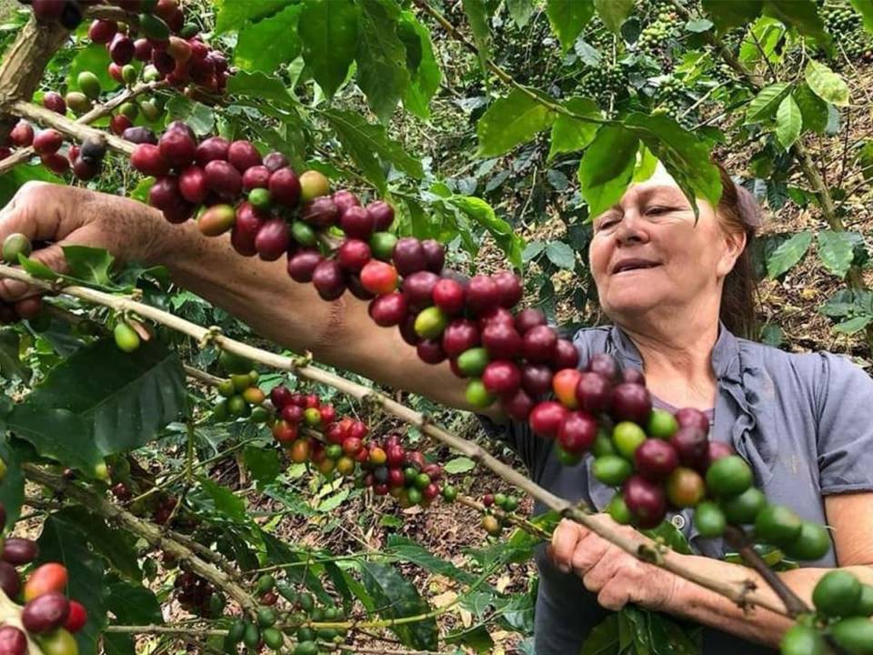 <i>La aprobación de la Política de Género para el Subsector Café de Honduras marca un hito importante en la lucha por la equidad de género en la industria del café.</i>