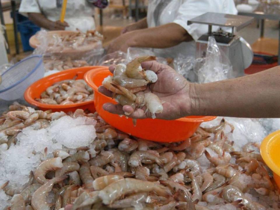 Más de 45 contenedores con camarón cultivado en Choluteca y Valle que tenían como destino México están retenidos.