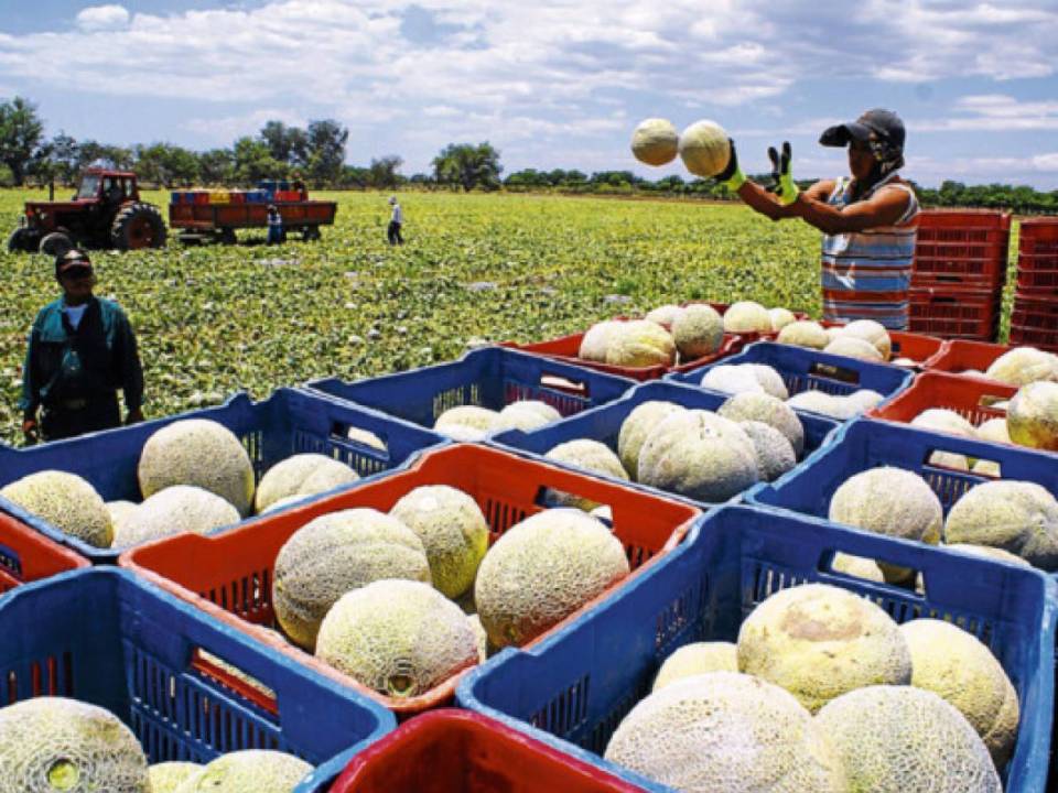 12,000 manzanas de melón cultivan en cada ciclo de los dos que se realizan por cosecha en los departamentos de Choluteca y Valle.