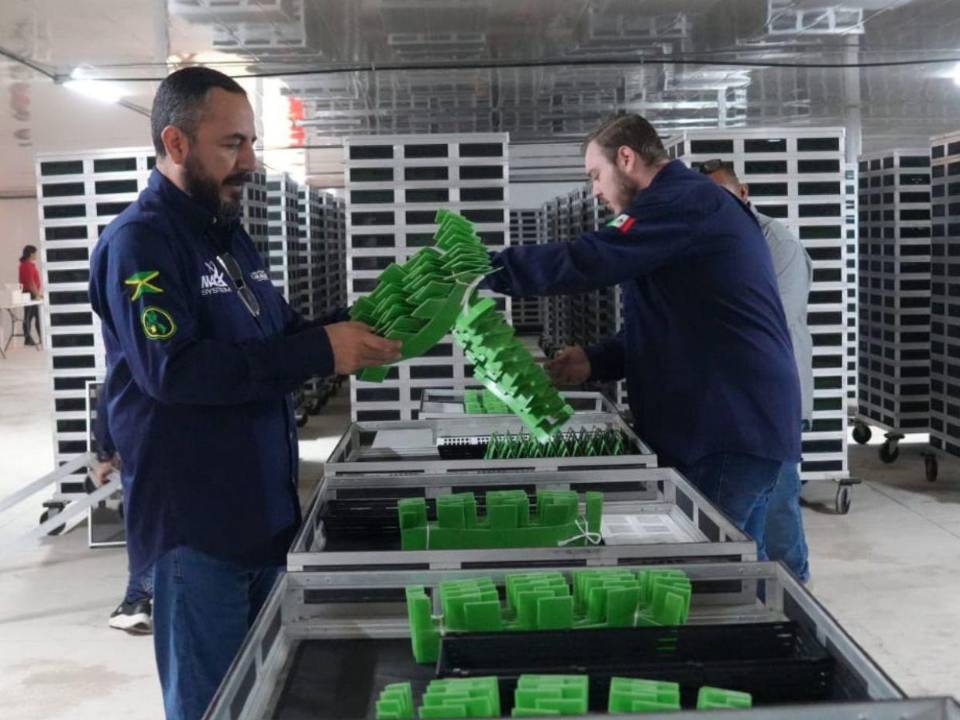 El Centro de Dispersión y Eclosión de moscas estériles del Gusano Barrenador del Ganado (GBG) que operó en Palmerola, Honduras ahora está en México.