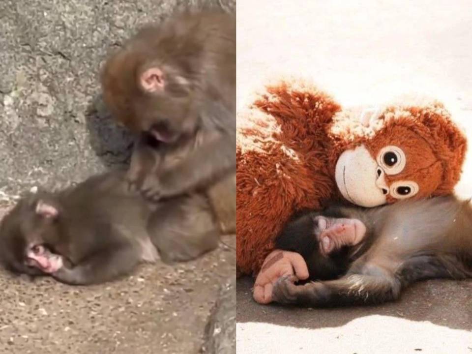 Durante meses, Punch caminaba solo entre la manada. El peluche naranja era su única compañía y su refugio seguro. Hoy, esa soledad empieza a cambiar.