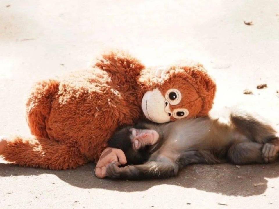 Hace meses era el pequeño mono que abrazaba un peluche como si fuera su única certeza. Hoy, Punch enfrenta un reto distinto: encontrar su lugar dentro de la manada que antes lo rechazó. Su historia ya no es solo viral, ahora es evolución.